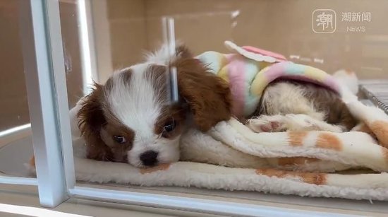 杭州现“12800元宠物婚纱”,店主回应热议:买家定制,买的是情感